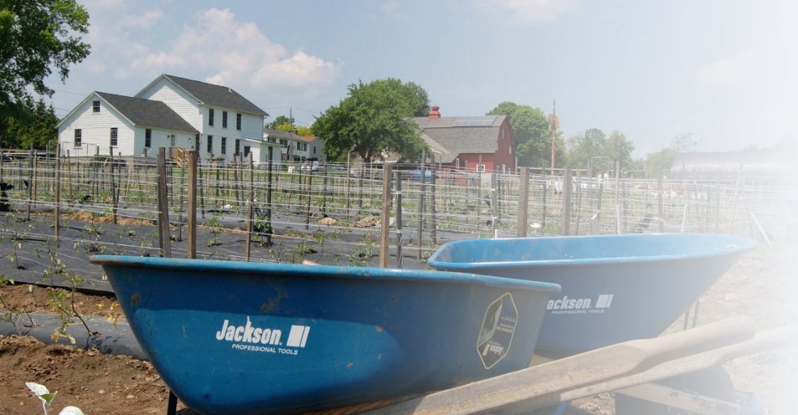 two blue wheelbarrows in front of a planted farm field