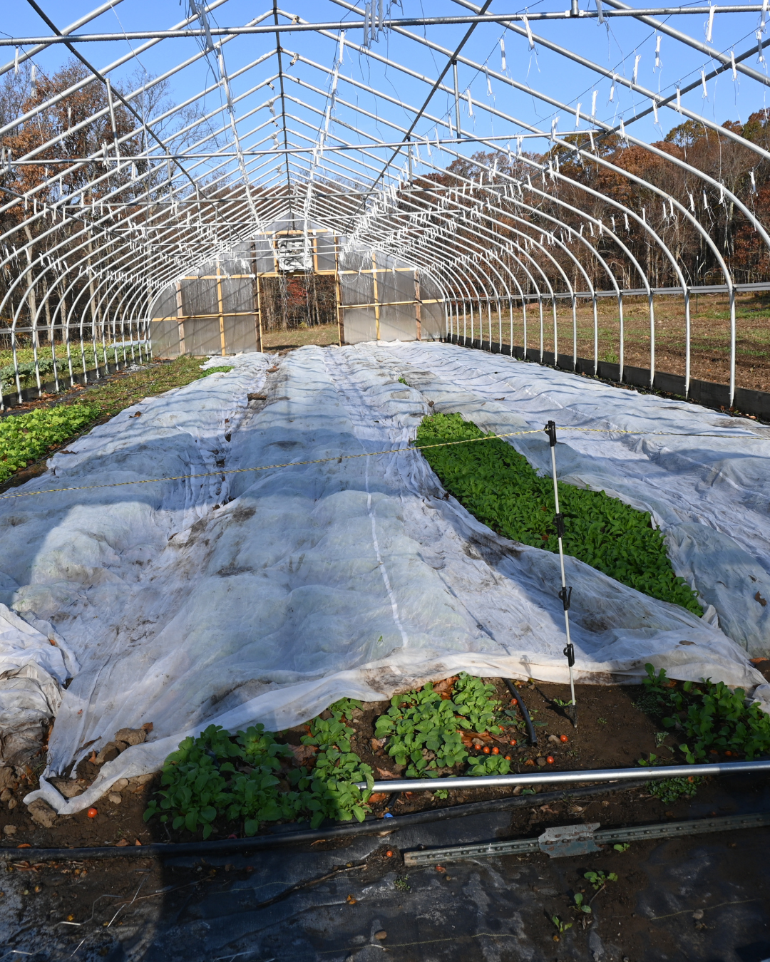 a high tunnel without the plastic on that has rows of spinach with row cover on top