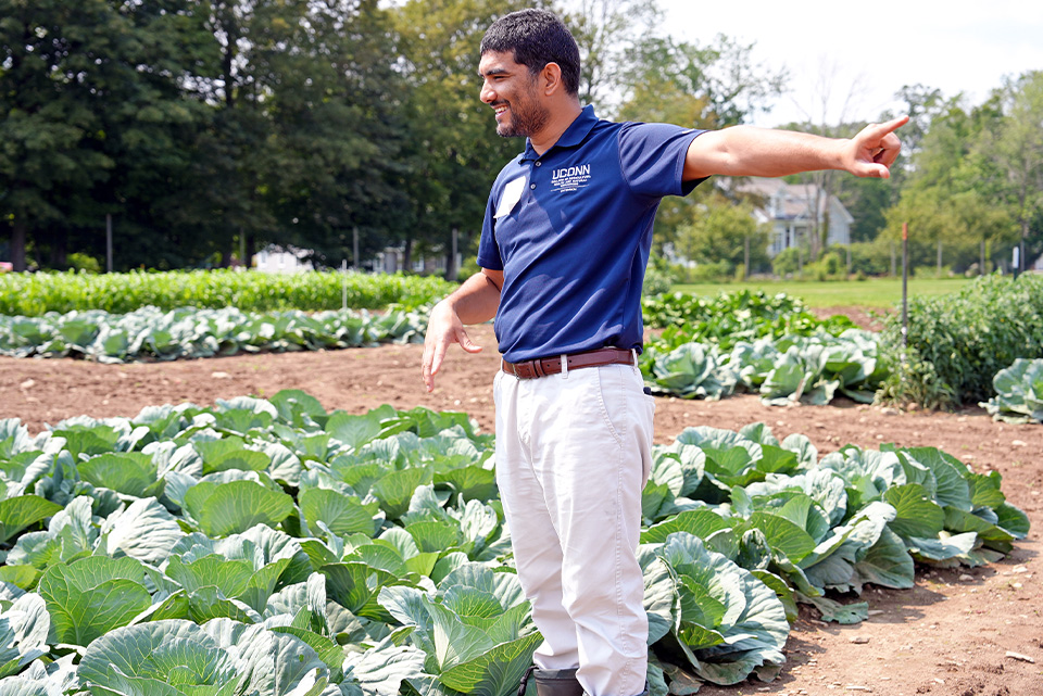 man in a Uconn shirt standing in a field of cabbage and pointing behind him