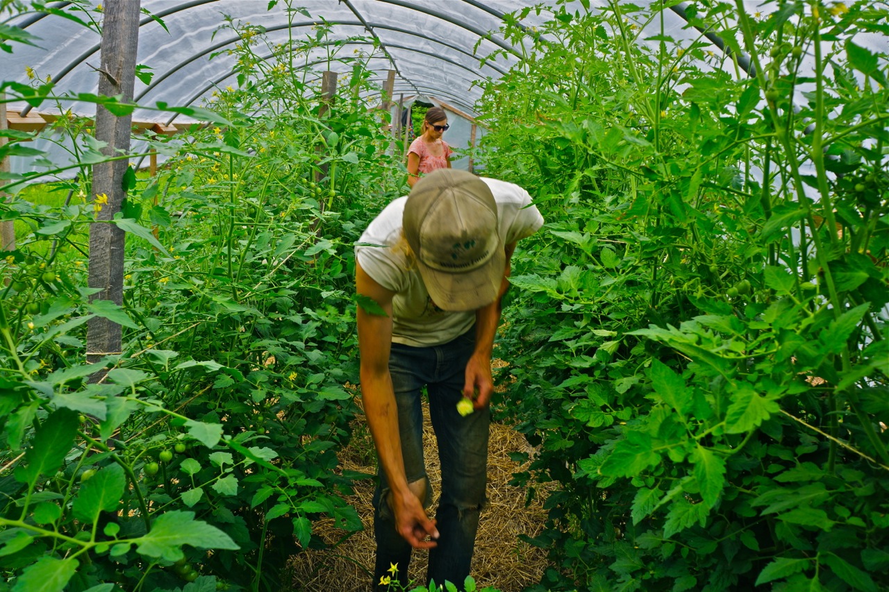 person bending over between two rows of tomatoes in high tunnel